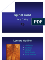 AP 05 Spinal Cord