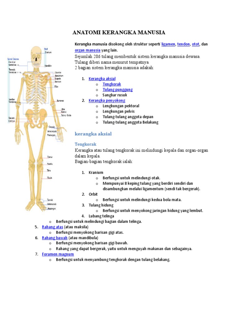ANATOMI KERANGKA MANUSIA