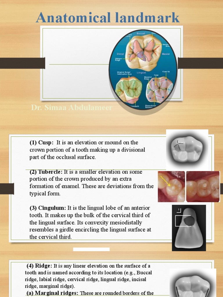 Key Tooth Anatomical Landmarks Explained | PDF | Animal Anatomy | Human ...