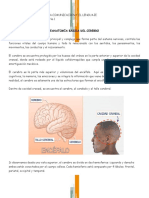 Anatomía del cerebro y áreas del lenguaje