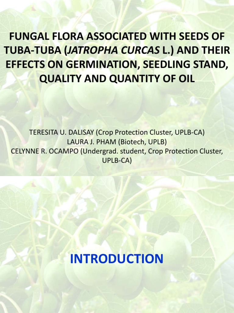 Fungal Flora Associated With Seeds of TubaTuba (Jatropha Curcas L