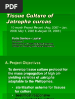 Download Tissue culture of Jatropha curcas by UPLB Office of the Vice Chancellor for Research and Extension SN53392651 doc pdf