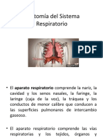 Anatomía Del Sistema Respiratorio