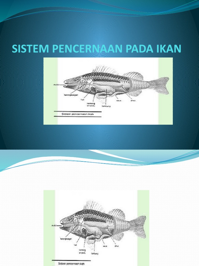 Sistem Pencernaan Pada Ikan