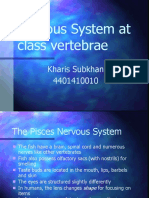 Nervous System at Class Vertebrae