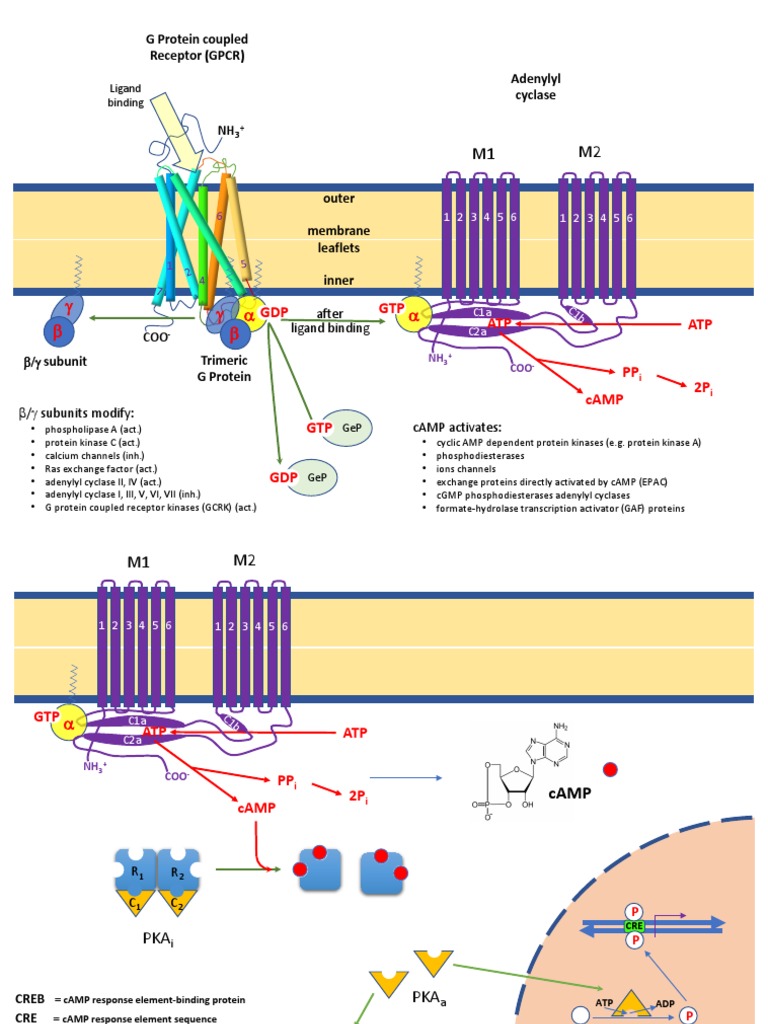 G Protein Signaling Pathways | PDF | Molecular Biology | Neurophysiology