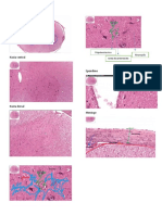 Segundo Corte Histologia