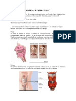 Sistema Respiratorio