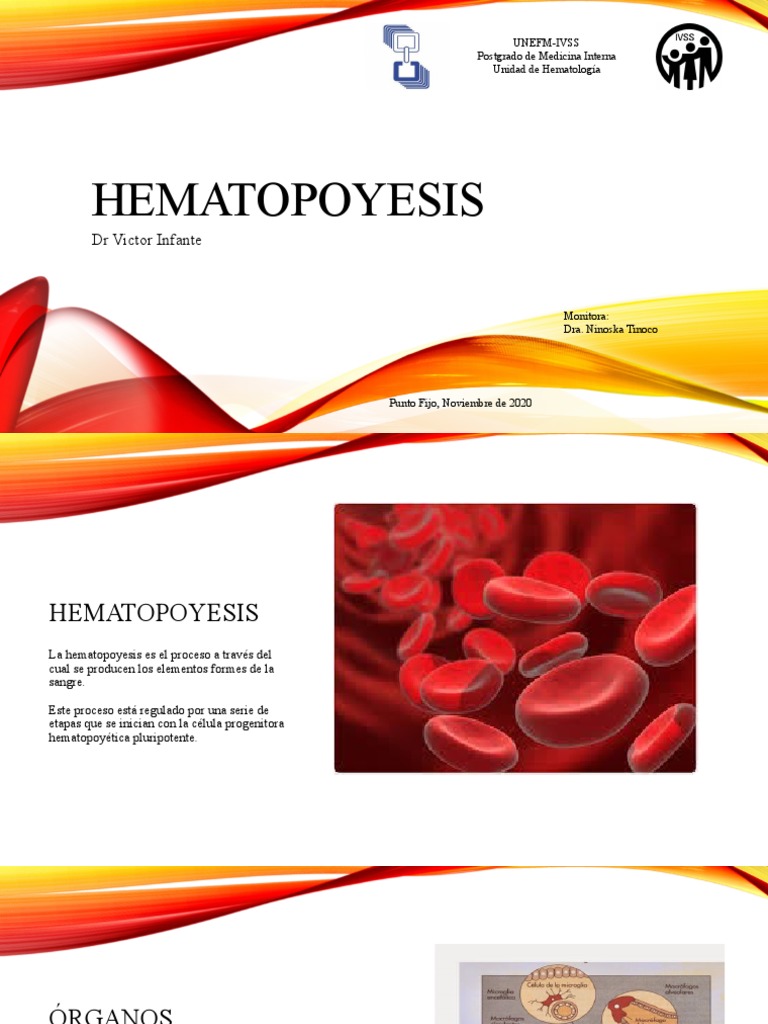 hematopoyesis-descargar-gratis-pdf-linfocitos-hematopoyesis