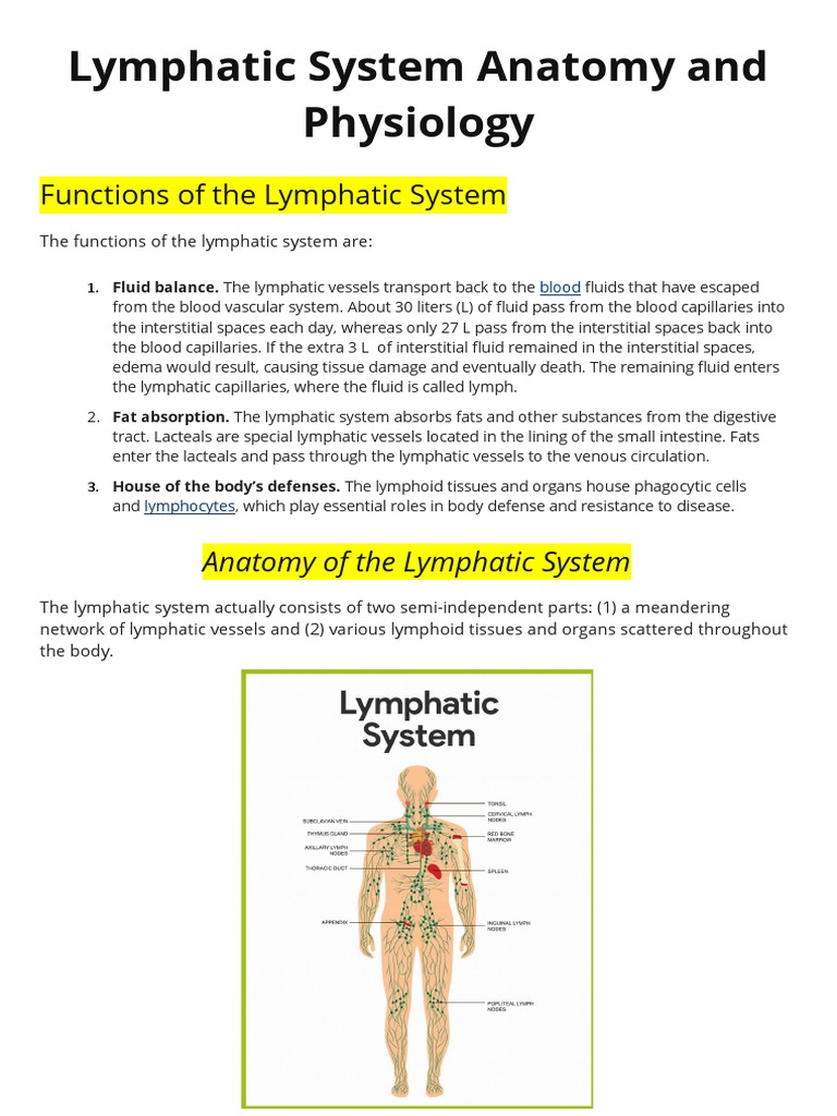Lymphatic System PDF Antibody Lymphatic System