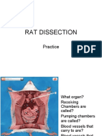 RAT DISSECTION Practice