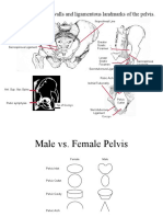 Identify The Bony Walls and Ligamentous Landmarks of The Pelvis