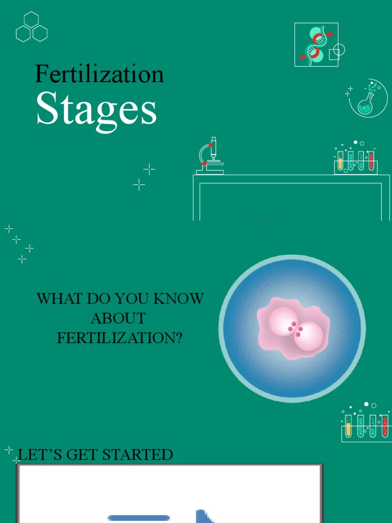 Stages of Fertilization Explained | PDF | Wellness