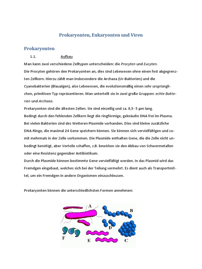 Gfs Biologie Prokaryoten Und Eukaryoten