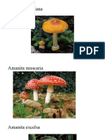 Poisonous and Non-Poisonous Amanita Mushrooms