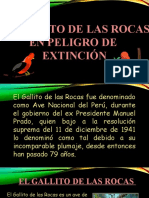 Exposicion DE EL GALLITO DE LAS ROCAS