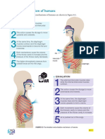 Breathing Mechanism of Humans: Inhalation