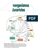 Microorganismos Eucariotas