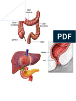 Imagenes Sistema Digestivo