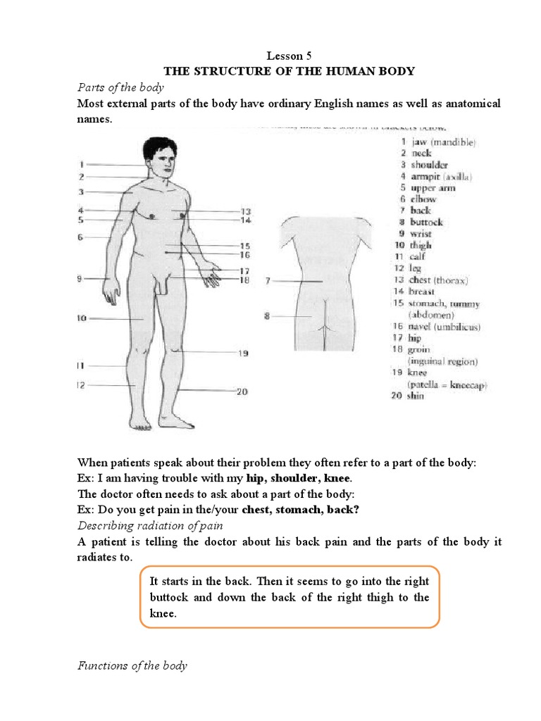 Human Body Structure Guide | PDF | Vertebra | Pelvis
