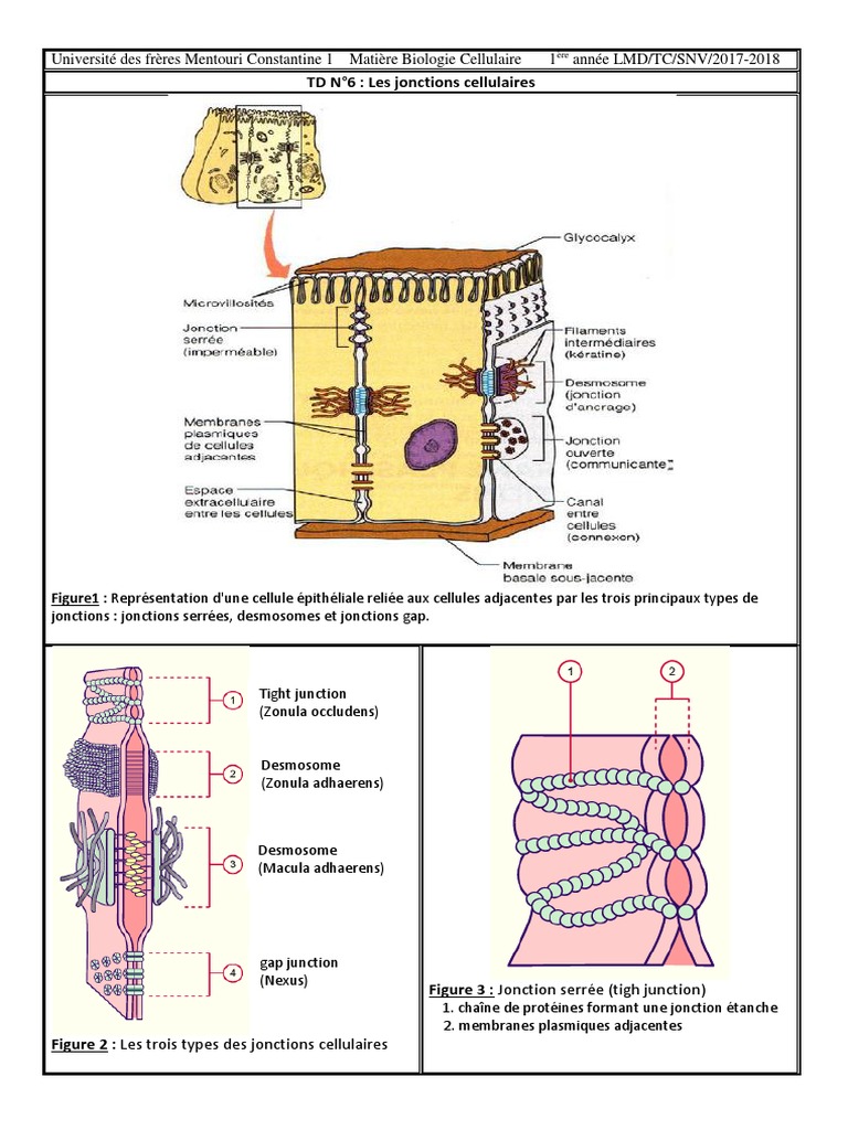 La Meute Du Phénix Tome 3 Pdf TD N 6 Les Jonctions Intercellulaires (20172018) | PDF | Membrane  cellulaire | Cellule (Biologie)