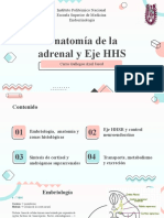 Anatomía de La Adrenal y Eje HHR