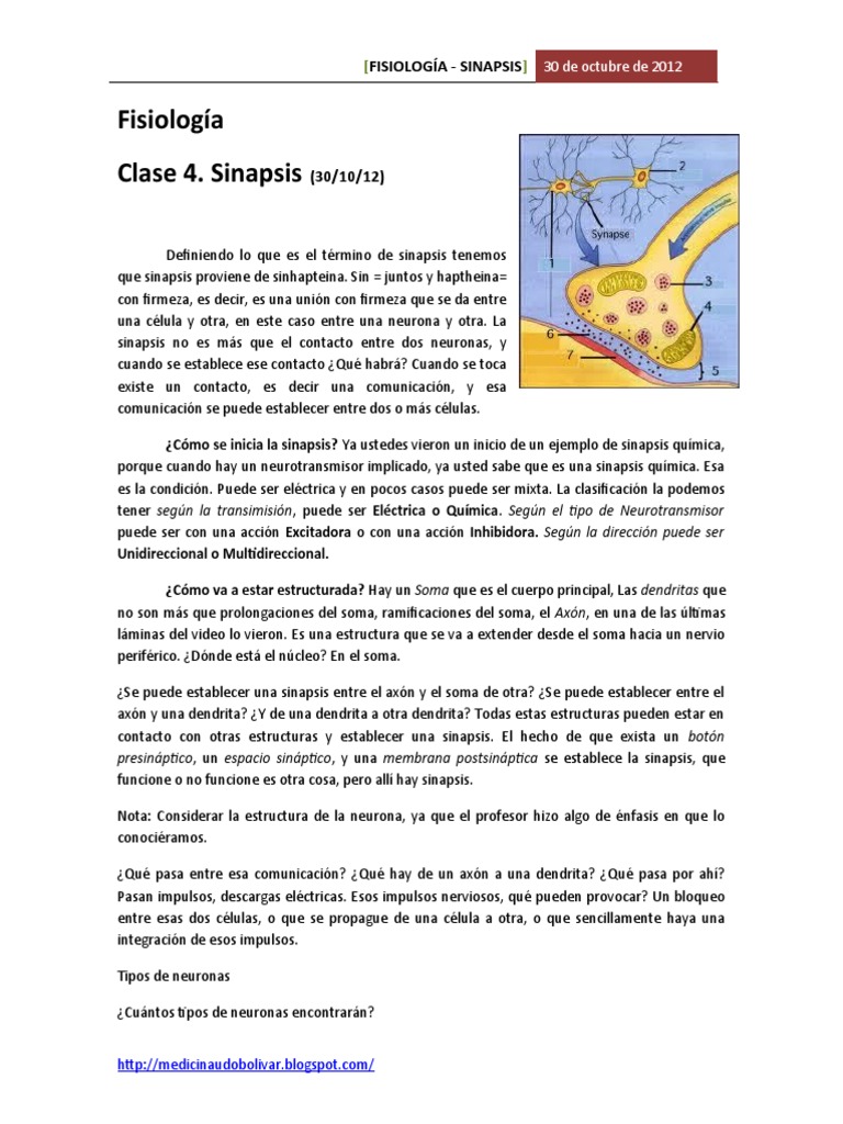 Fisiología de la Sinapsis Neuronal | PDF | Sinapsis | Neurona