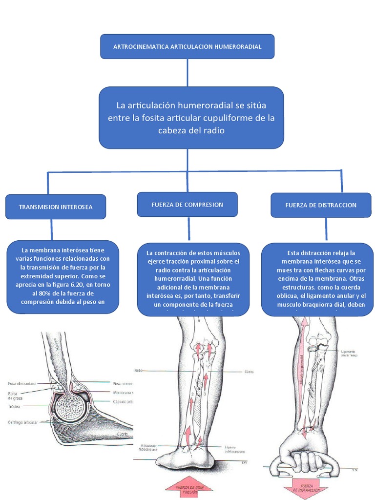 Anatomía y función de la articulación humeroradial | PDF