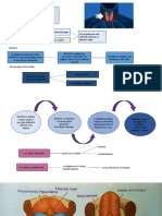 Glándula Tiroidea y Cara