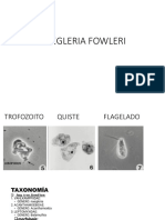 Naegleria Fowleri