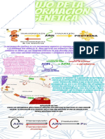 Flujo de La Informacion Genetica