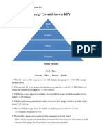 S-B-2-3 - Energy Pyramid Worksheet KEY