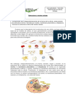 Estructura y núcleo celular - biología liceo Tomé