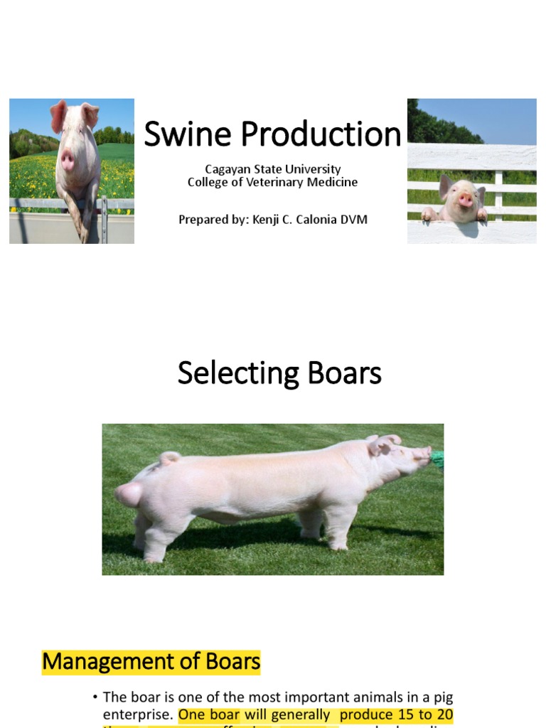 The Boars Code Your Comprehensive Guide To Mature Male Swine Insights And Informationis Here - c2jvrwg