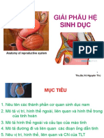 Giai Phau He Sinh Duc - Noi Tiet