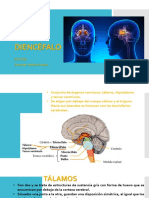 Diencéfalo y sus estructuras