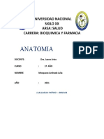 Anatomia Osteoporosis