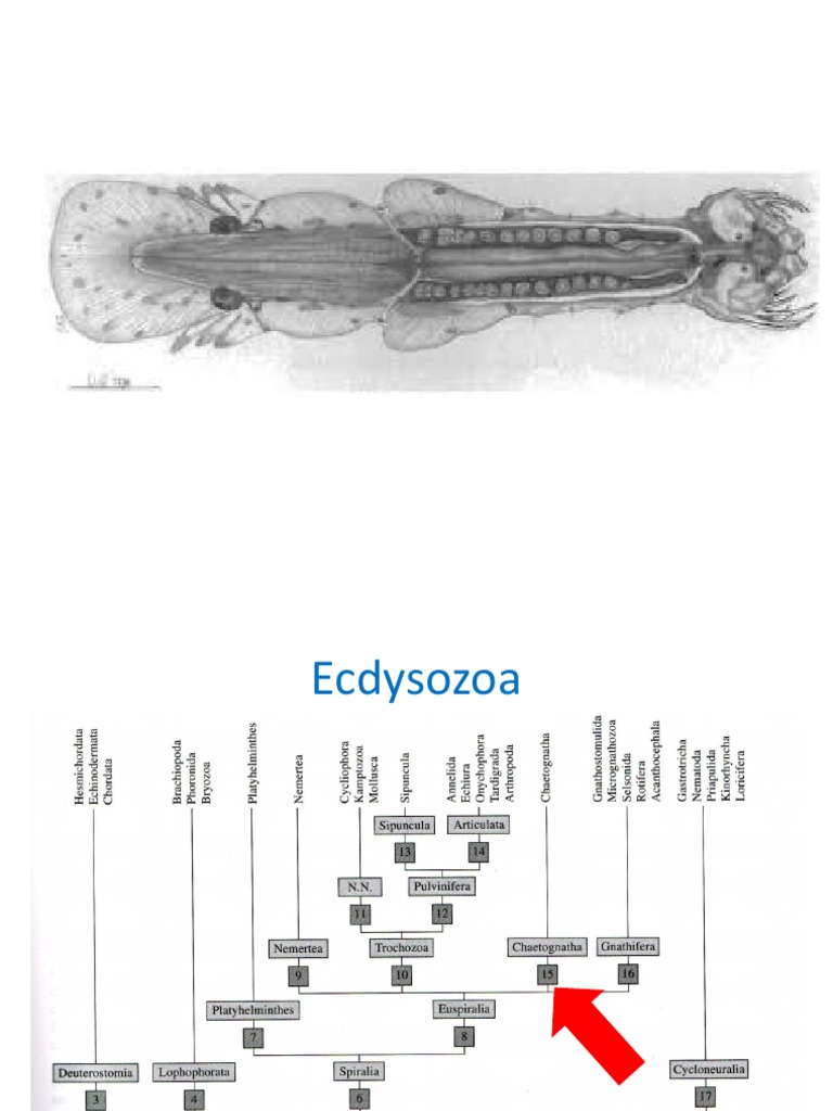 Aula 2-4 Chaetognatha Cycloneuralia | PDF | Nematoda | Biologia