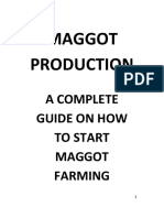 Maggot Production