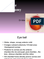Eye - Anatomy Gross