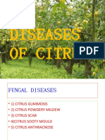 Citrus Diseases