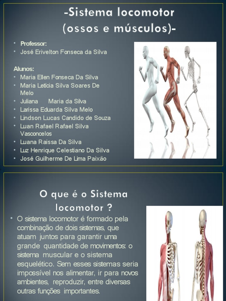 Sistema Locomotor (Ossos e Músculos) 2 | PDF | Esqueleto | Sistema ...