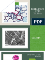 Estructura Del Xilema