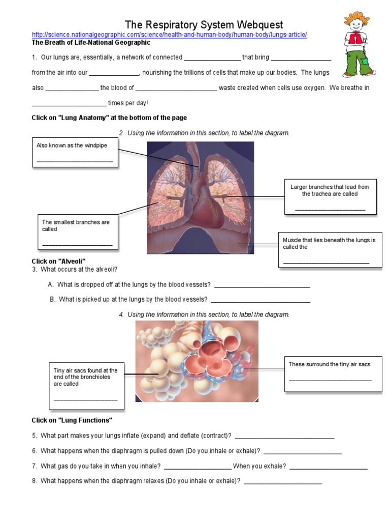 Basic Respiratory quest Download Free PDF Lung Exhalation