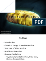 Chapter 5 - Cellular respiration