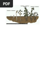 anabolismo y catabolismo