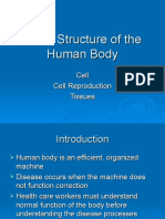 Basic Structure of The Human Body