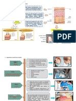 Esquematice Las Partes de La Piel y Anexos Cutáneos