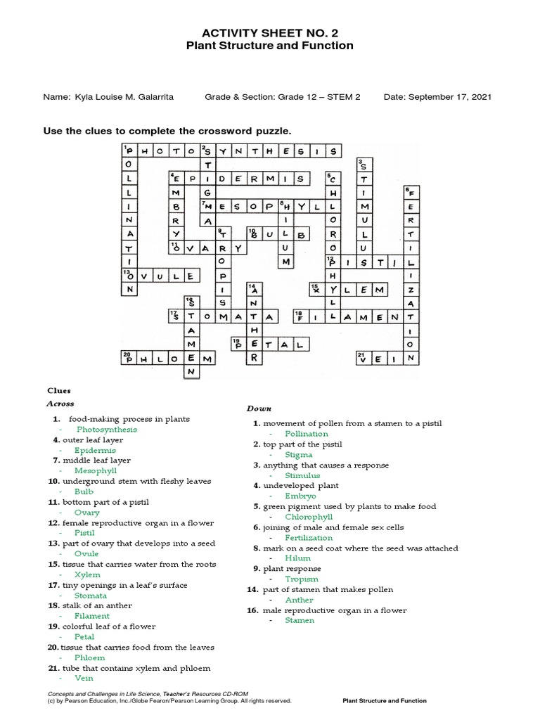 9worksheet Plants Structure and Function | PDF | Leaf | Plants