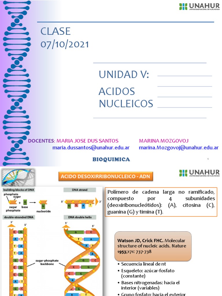 Clase Acidos Nucleicos1 | PDF | Adn | Rna